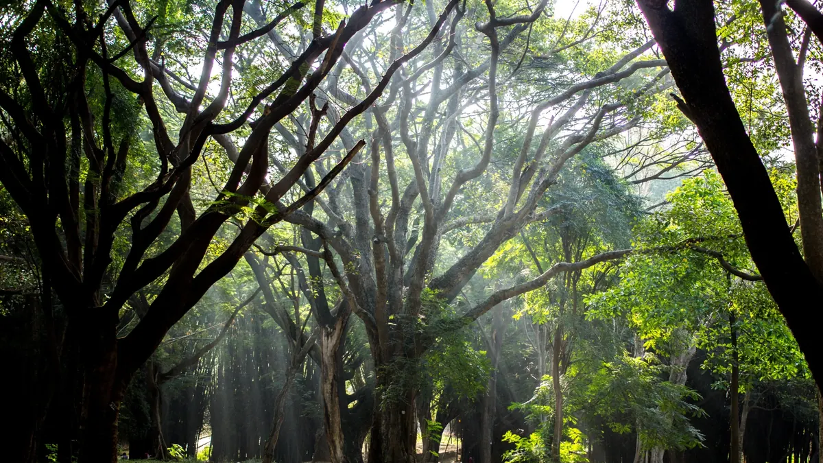 A shaded path beneath large green trees in a Bangalore park
